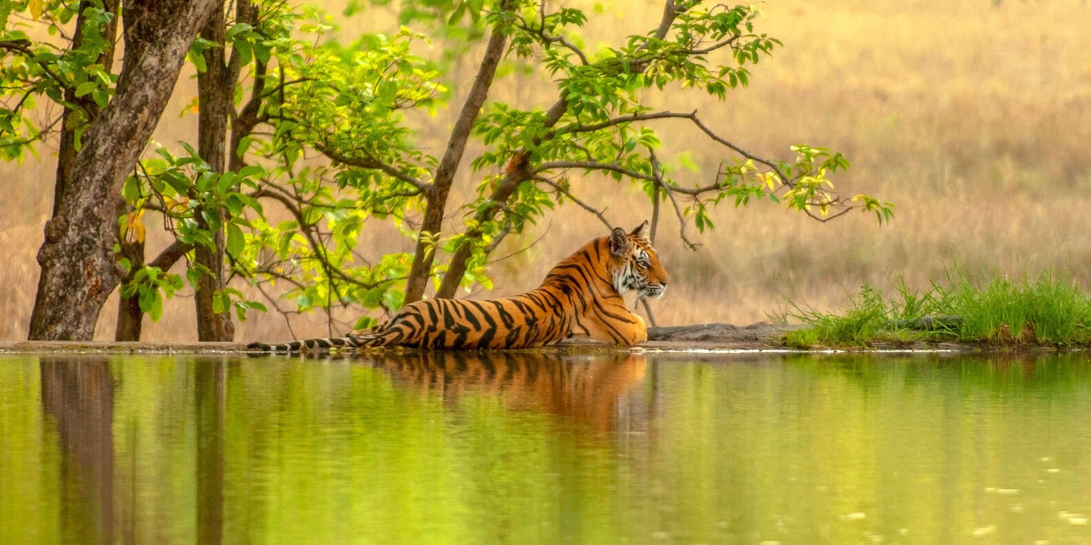 Ranthambore National Park Tiger