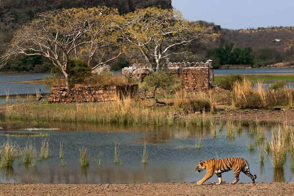 Ranthambore National Park