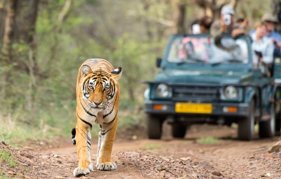 Jaipur To Ranthambore Taxi Fare