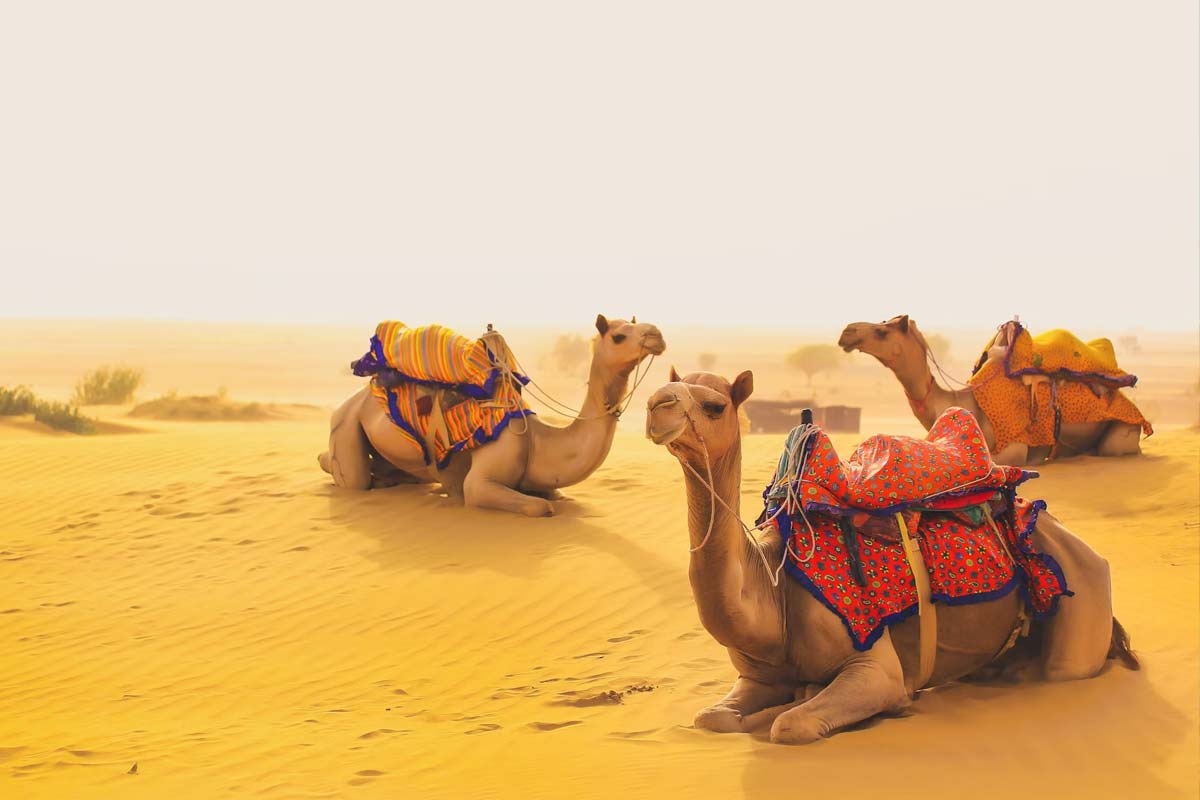 8 Days Jaipur Jodhpur Jaisalmer Udaipur Tour