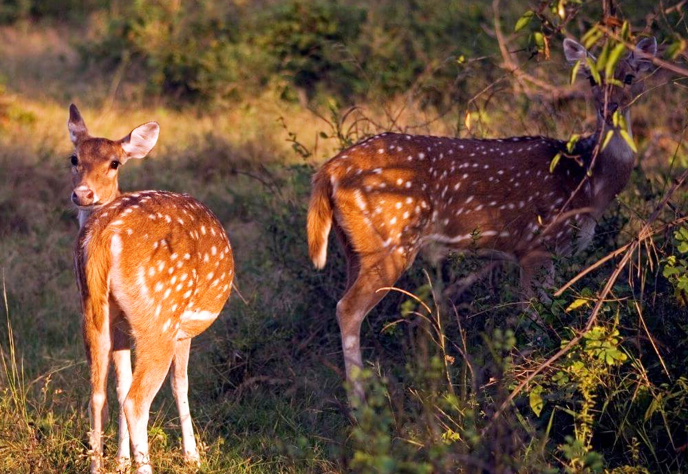 6 Days Rajasthan Wildlife Tour